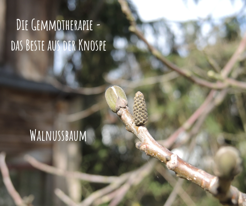 Gemmotherapie Das Beste aus der Knospe